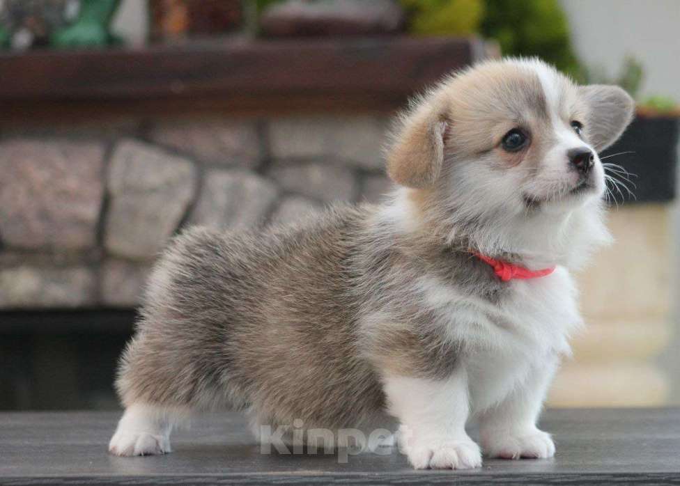 Собаки в других городах Краснодарского края: Принцесса Леди Ди корги щенок Девочка, 95 000 руб. - фото 8