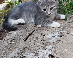 Кошки в Туле: Майя Девочка, Бесплатно - фото 4