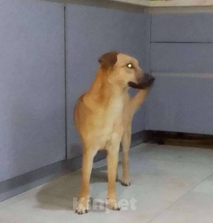 Собаки в Москве: Очень классная небольшая собачка Девочка, Бесплатно - фото 8