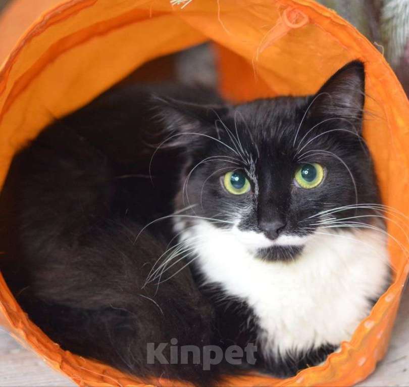 Кошки в Москве: Маркизу нужен надёжный дом Мальчик, Бесплатно - фото 1