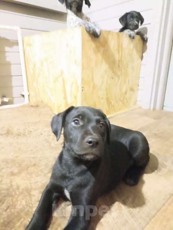 Собаки в других городах Московской области: Отдам метиса дратхаара в добрые руки Мальчик, Бесплатно - фото 3