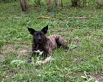 Собаки в Волоколамске: Отдадим бесплатно в хорошие руки Девочка, Бесплатно - фото 5