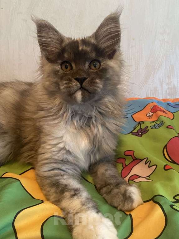 Кошки в Москве: Мейн-кун котята серебряные Девочка, 40 000 руб. - фото 7