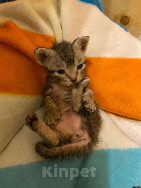 Кошки в Москве: Канадский сфинкс Девочка, 5 000 руб. - фото 2