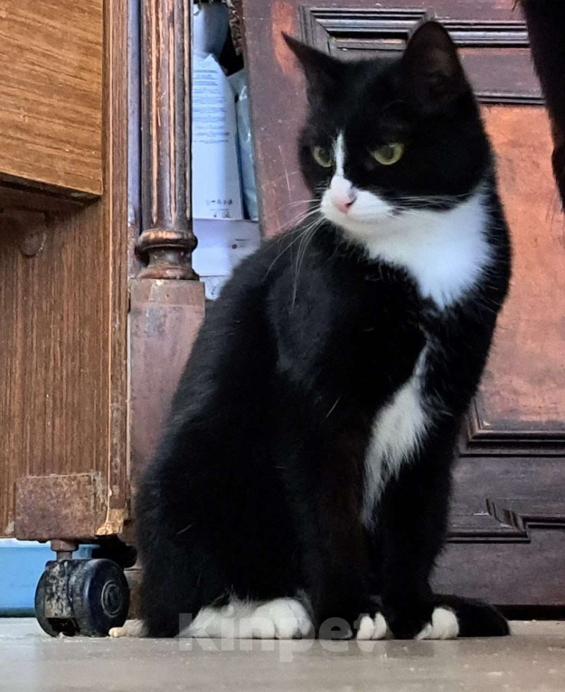 Кошки в Москве: Стешенька знает, как навести уют в доме Девочка, Бесплатно - фото 1