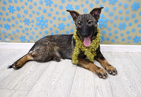 Щенки бесплатно в Москве