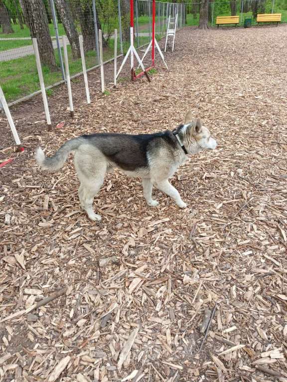 Собаки в Туле: В Туле, в районе ЦПКО, найден молодой кобель, метис Хаски Мальчик, Бесплатно - фото 2
