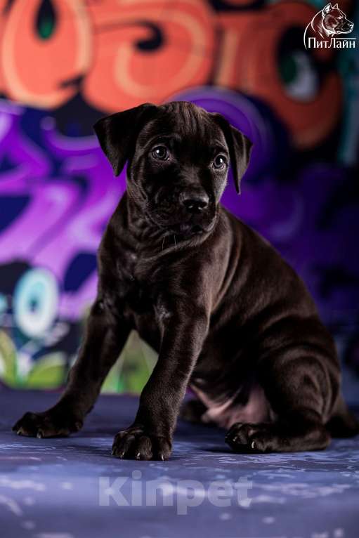 Собаки в Ульяновске: Американский питбультерьер, щенок Мальчик, Бесплатно - фото 4