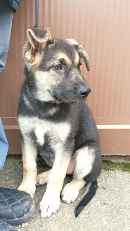 Собаки в Можайске: Щенок ищет семью Девочка, Бесплатно - фото 2