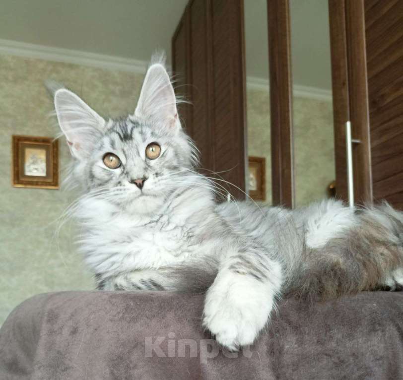 Кошки в Москве: Котенок породы мейн-кун  Девочка, 70 000 руб. - фото 1