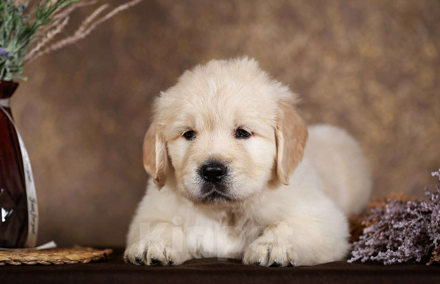 Собаки в Москве: Золотистого ретривера щенки Мальчик, 90 000 руб. - фото 1