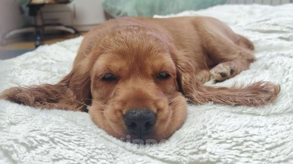 Собаки в Анапе: Английский кокер спаниель Аврора Девочка, 25 000 руб. - фото 6