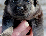 Собаки в Красном Севшем: Щенки ВЕО Мальчик, 45 000 руб. - фото 3