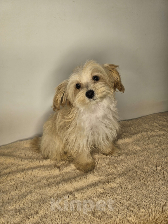 Собаки в Москве: Мальтипу щенок мальчик Мальчик, 60 000 руб. - фото 2