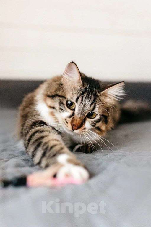 Кошки в Москве: Кемер из курортного Кемера ищет семью Мальчик, Бесплатно - фото 2