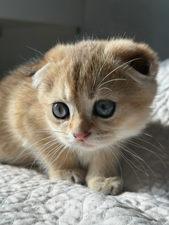 Кошки в Москве: Шотландский вислоухий котенок Девочка, Бесплатно - фото 5