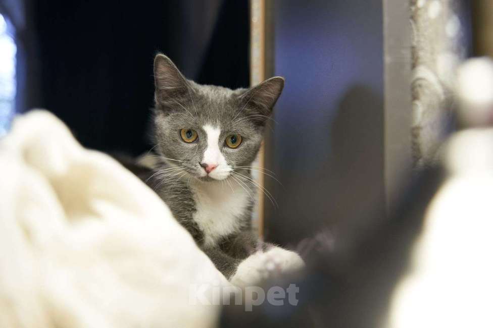 Кошки в Москве: Котенок в добрые руки Мальчик, Бесплатно - фото 3