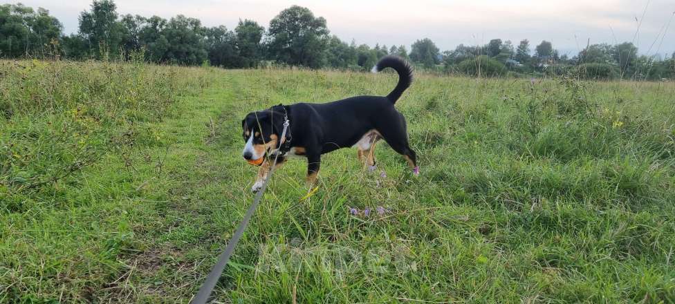 Собаки в Москве: Вязка кобеля Мальчик, Бесплатно - фото 2