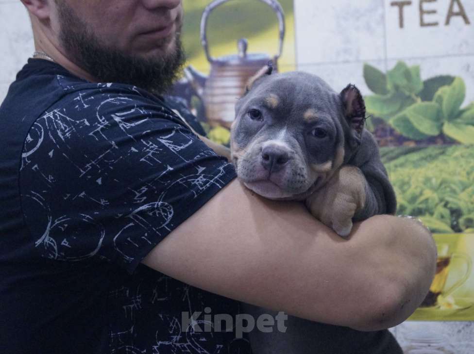 Собаки в Белово: Щенок Американский булли Девочка, 200 000 руб. - фото 2