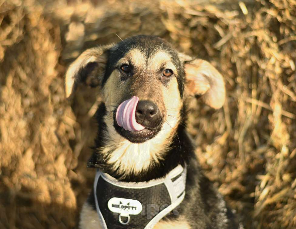 Собаки в Москве: щенок Чупа в добрые руки Девочка, Бесплатно - фото 1