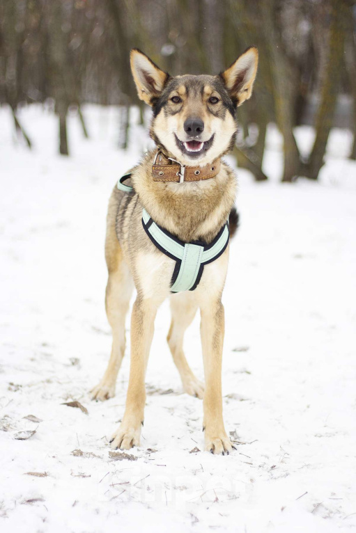 Собаки в Москве: Очаровательная дружелюбная Авери в поисках дома Девочка, Бесплатно - фото 3