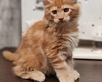 Кошки в Череповце: Котята Мейн Кун Мальчик, Бесплатно - фото 3