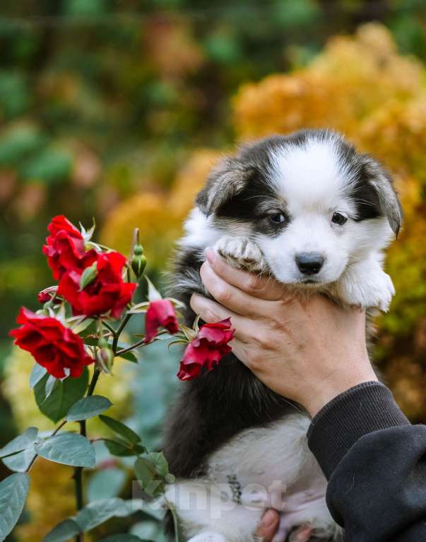 Собаки в Новосибирске: Вельш Корги Пемброк Моргана ле Фэй Девочка, 65 000 руб. - фото 9
