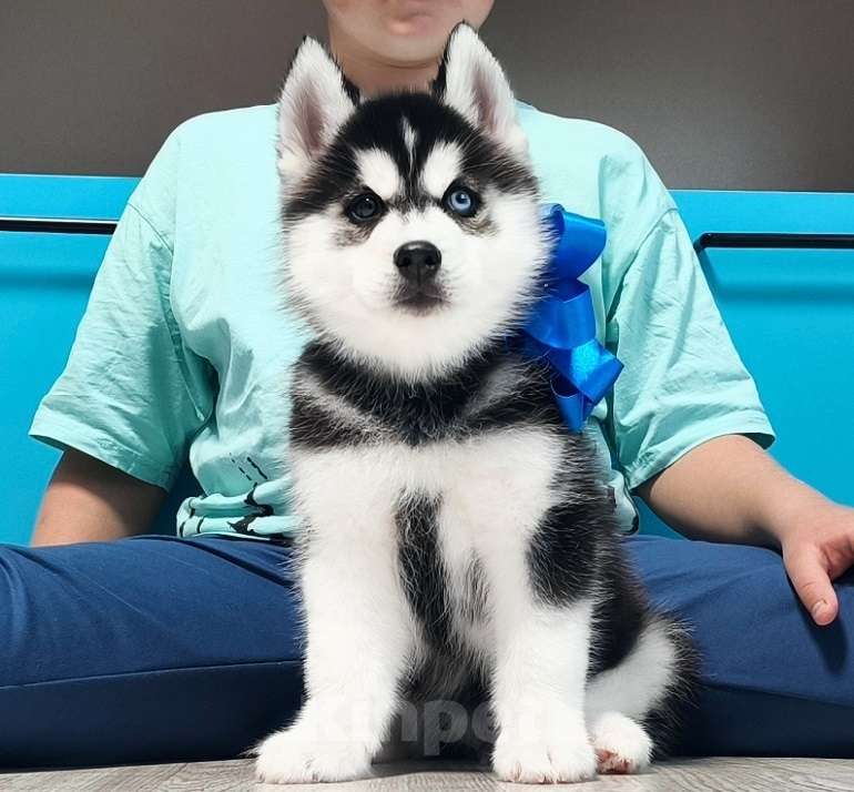 Собаки в Красноярске: Хаски Щенки Разных окрасов Разнополые, Бесплатно - фото 2