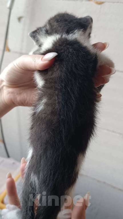 Кошки в других городах Московской области: Котик в семью  Мальчик, Бесплатно - фото 2