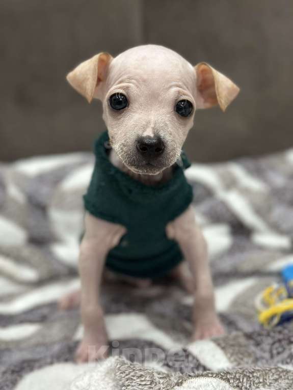 Собаки в Самаре: Тор Мальчик, 30 000 руб. - фото 2