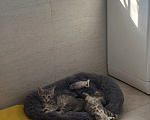 Кошки в Одинцово: Котенок в добрые руки Девочка, Бесплатно - фото 6