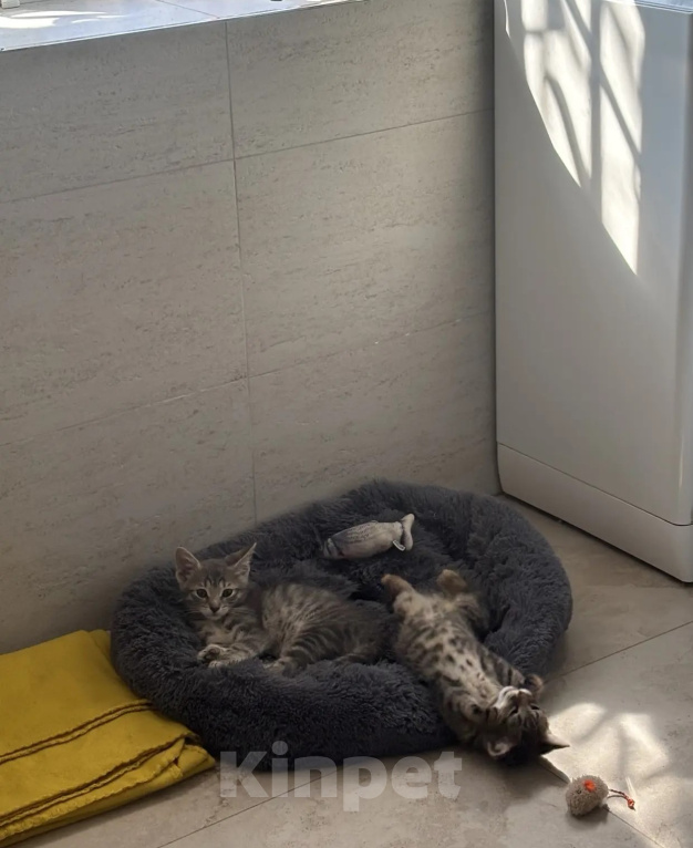 Кошки в Одинцово: Котенок в добрые руки Девочка, Бесплатно - фото 6