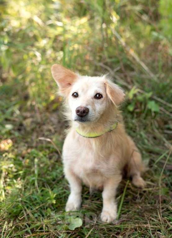 Собаки в Москве: Корги Линси в добрые руки Девочка, 1 руб. - фото 2