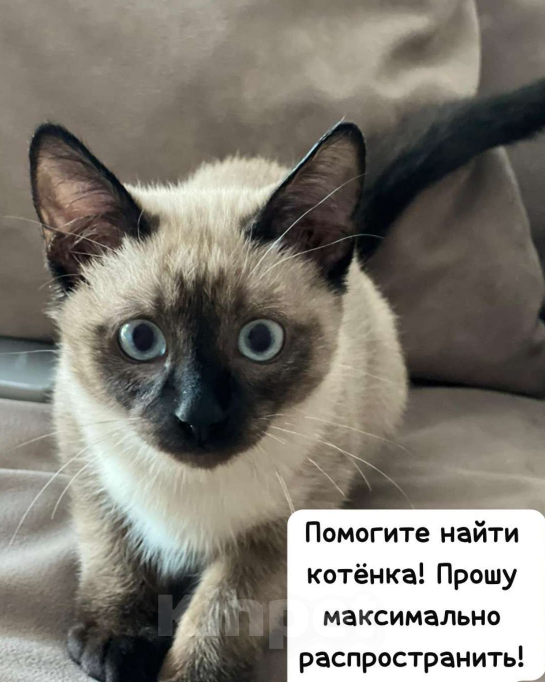 Кошки в Ростове-на-Дону: Потерялся Тайский кот Мальчик, Бесплатно - фото 2