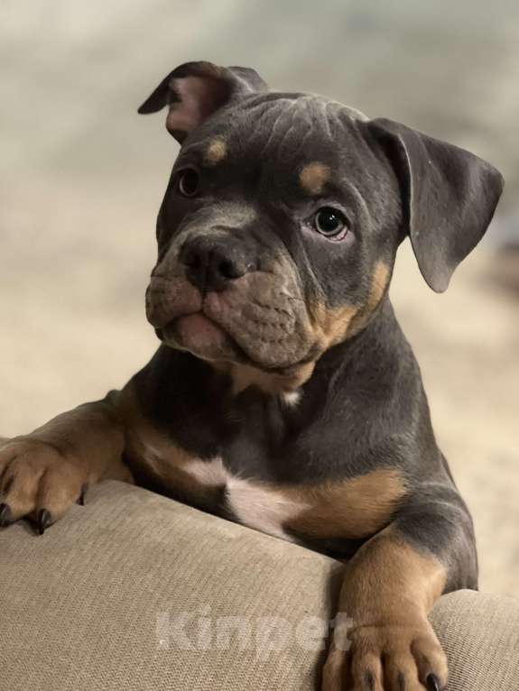 Собаки в Симферополе: Американский булли-девочка Девочка, 50 000 руб. - фото 3