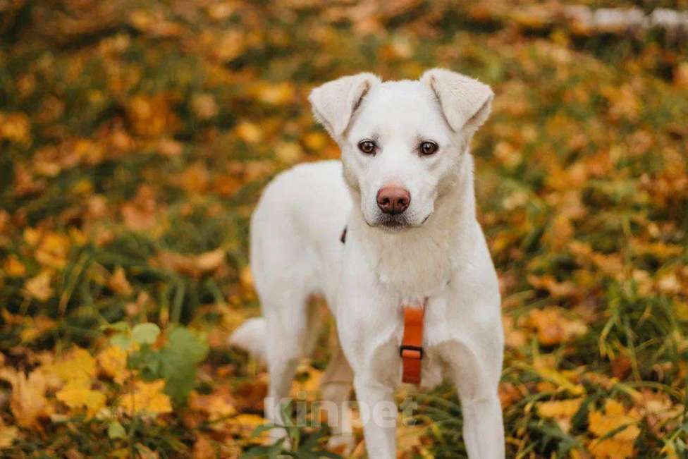 Собаки в Москве: Ума ищет дом Девочка, Бесплатно - фото 3