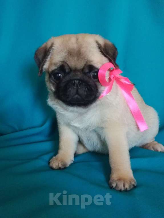 Собаки в Ростове-на-Дону: Щенок мопс Девочка, Бесплатно - фото 3