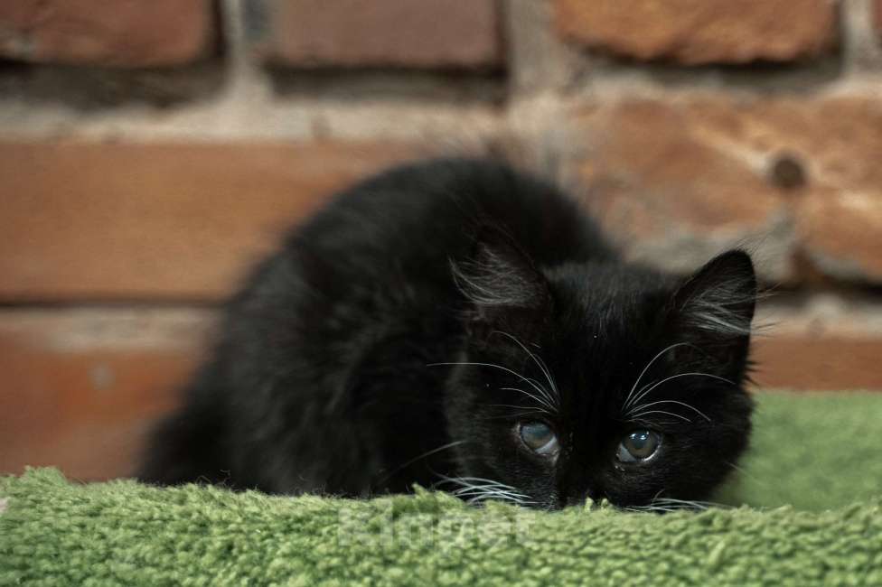 Кошки в Санкт-Петербурге: Котенок ищет друга Мальчик, Бесплатно - фото 4