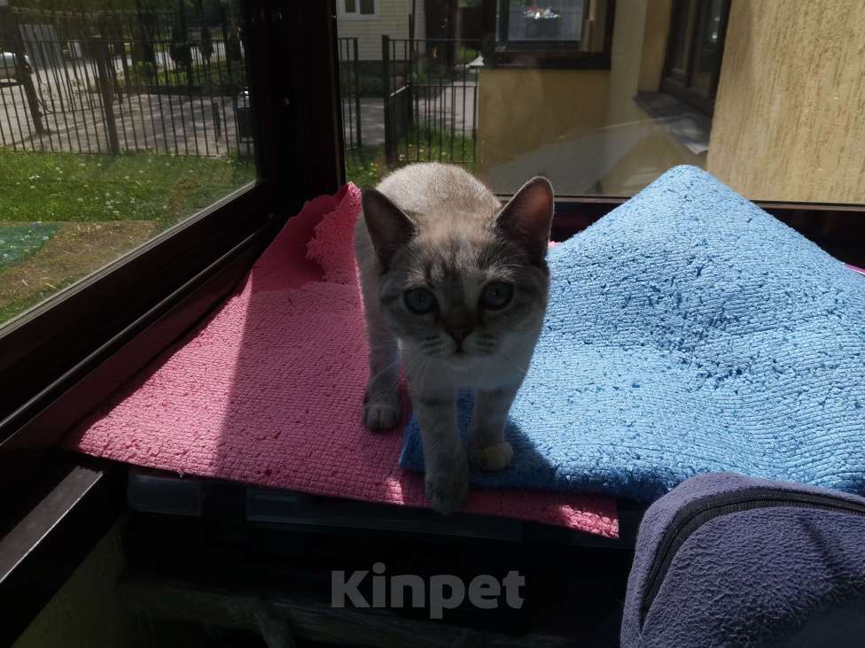 Кошки в Москве: Британские котята  Девочка, 15 000 руб. - фото 3