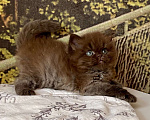 Кошки в Астрахани: Котик Эшли Мальчик, 40 000 руб. - фото 5