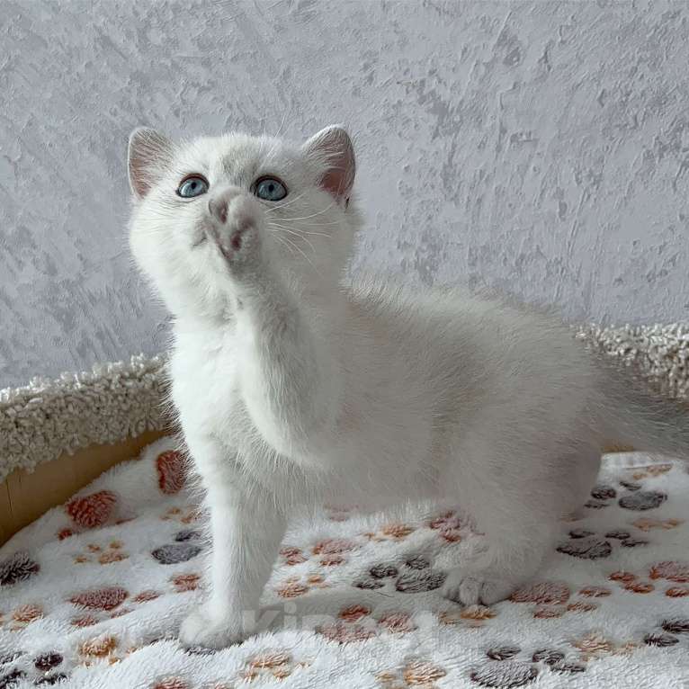 Кошки в Москве: Кошечка британская серебристая шиншилла (Ns1133) Девочка, 35 000 руб. - фото 2