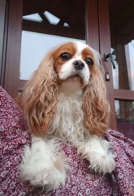Собаки в Москве: Очаровательная девочка Кавалер Кинг Чарльз спаниель  Девочка, Бесплатно - фото 2