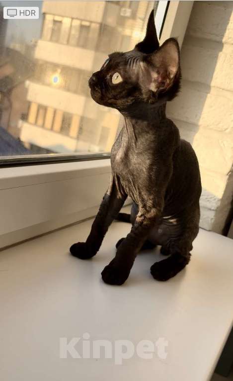 Кошки в Анапе: Черный Девон Рекс Мальчик, 40 000 руб. - фото 3