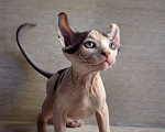 Кошки в Краснодаре: Котёнок Сфинкс Эльф мальчик Мальчик, Бесплатно - фото 4