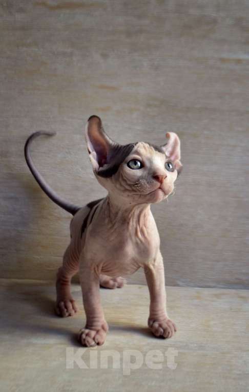 Кошки в Краснодаре: Котёнок Сфинкс Эльф мальчик Мальчик, Бесплатно - фото 4