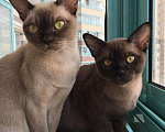 Кошки в Пролетарске: Бурманская кошка, 25 000 руб. - фото 2