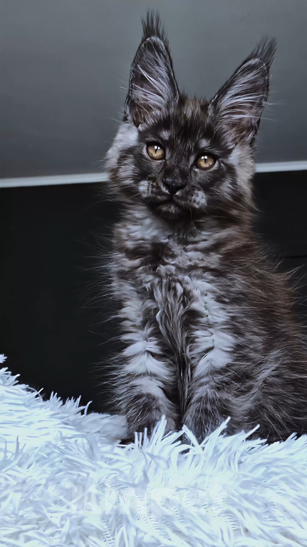 Кошки в Санкт-Петербурге: котенок мейн кун черный дым Мальчик, 100 000 руб. - фото 4