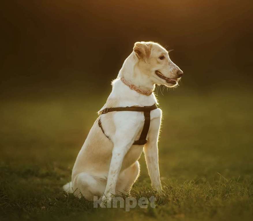 Собаки в Москве: Юна Девочка, Бесплатно - фото 4