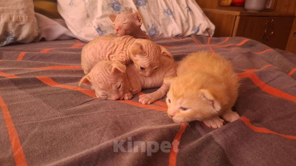 Кошки в Санкт-Петербурге: Котенок донского сфинкса Мальчик, 10 000 руб. - фото 5