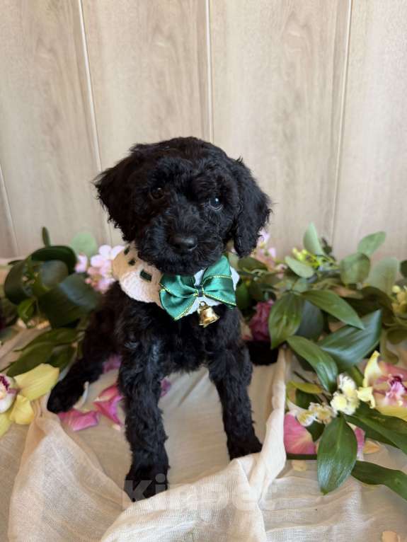 Собаки в других городах Московской области: Австралийский лабрадудль Девочка, 150 000 руб. - фото 1